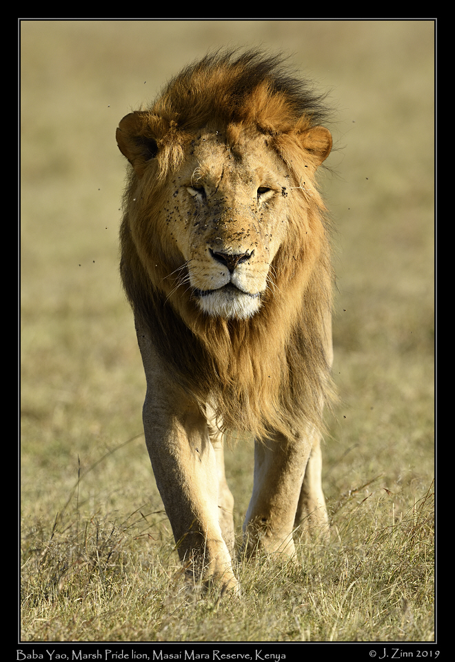 lion_JZ8_0014a[1]